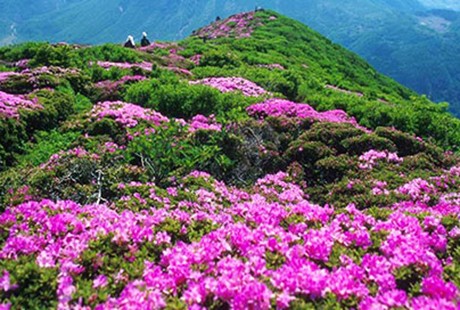 魅力井婺<井冈山+庐山+景德镇+婺源>5日游纯玩团，天天发