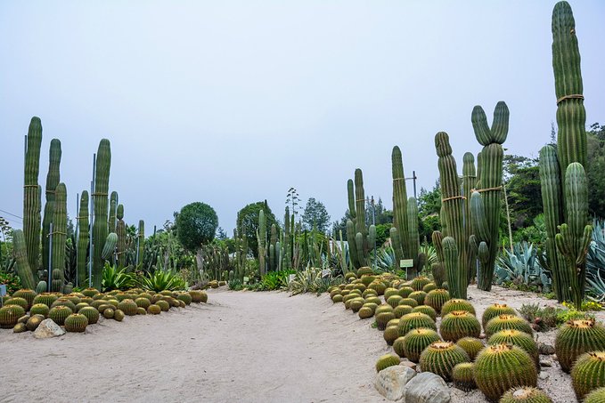 厦门植物园.jpg