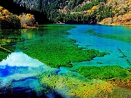 <纯玩时代>成都熊猫基地/都江堰九寨沟黄龙 双动6日游