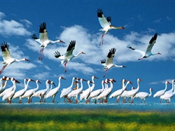 候鸟天堂-鄱阳湖1日游