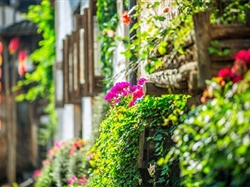 梯云人家-婺源篁岭2日游